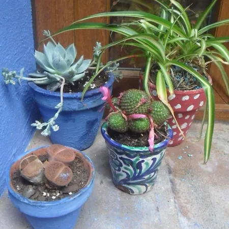 Apartmán El Patio Azul Bohemio Magico Córdoba